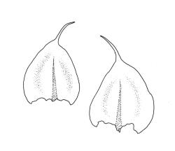 Rhynchostegium laxatum, stem leaves. Drawn from A.J. Fife 9553, CHR 468071.
 Image: R.C. Wagstaff © Landcare Research 2019 CC BY 3.0 NZ